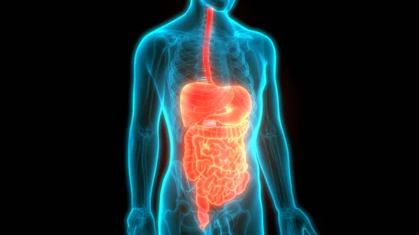 Sistemul Digestiv Uman Anatomie Intestinală Mare — Fotografie, imagine de stoc