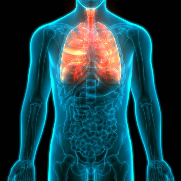 Sistema Respiratorio Humano Pulmones Anatomía — Foto de Stock