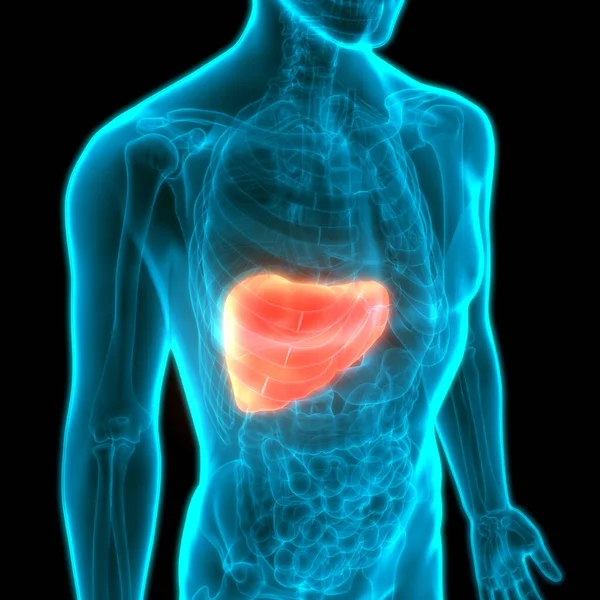 Anatomia Epatica Dell Organo Digestivo Interno Umano — Foto Stock