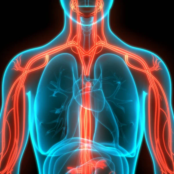 Anatomía Del Sistema Circulatorio Humano — Foto de Stock