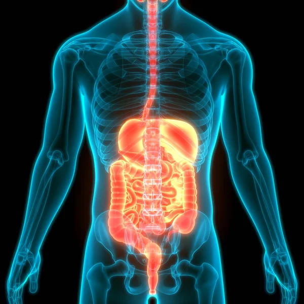 Anatomía Del Sistema Digestivo Humano —  Fotos de Stock