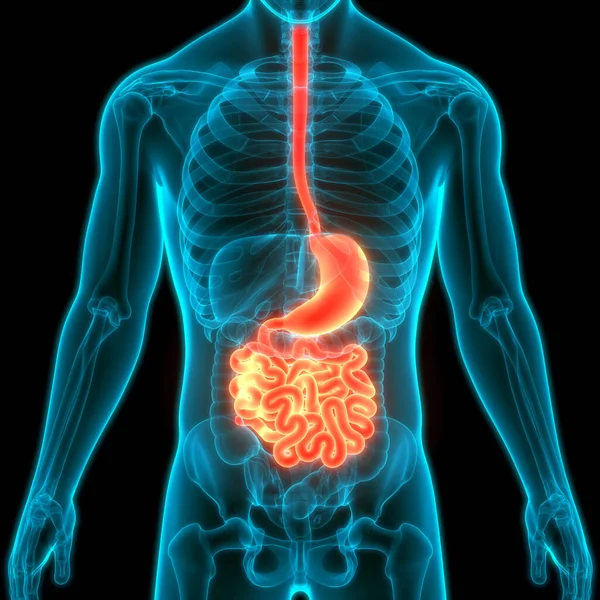 人体消化系统小肠胃解剖 — 图库照片