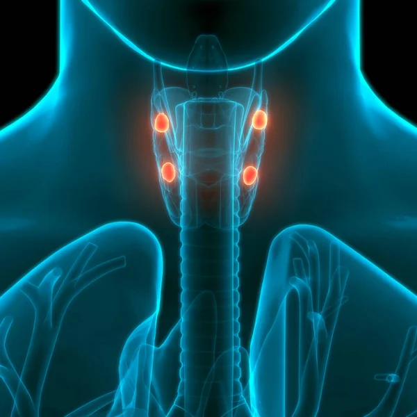 Human Body Glands Thyroid Gland Anatomy. 3D