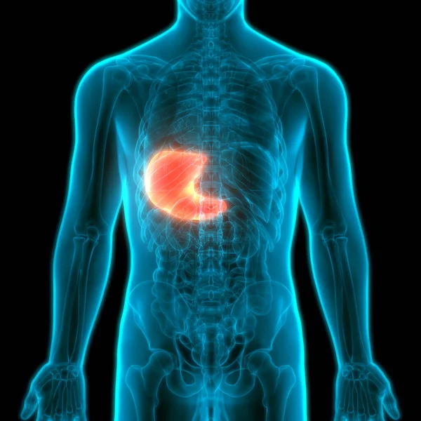 人体消化系统胃解剖 — 图库照片