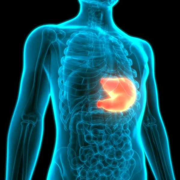 人消化系统胃与小肠胃解剖 — 图库照片