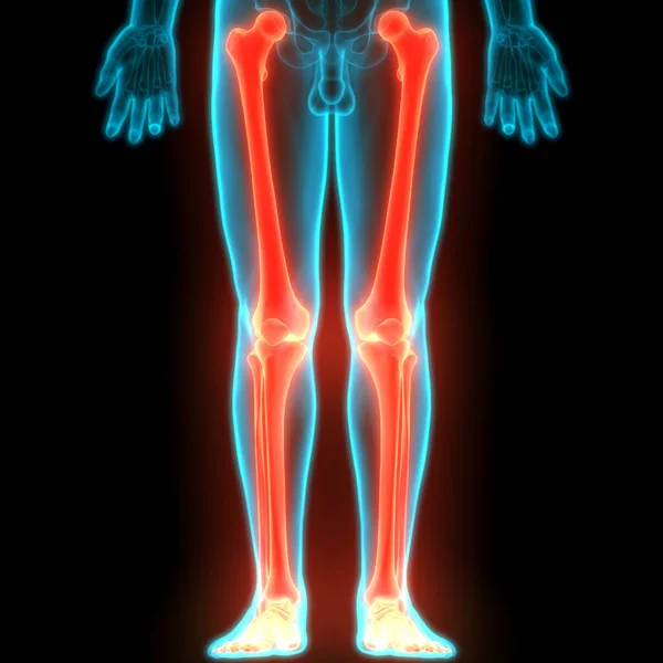 Menschliches Skelettsystem Beine Knochengelenke Anatomie Illustration — Stockfoto