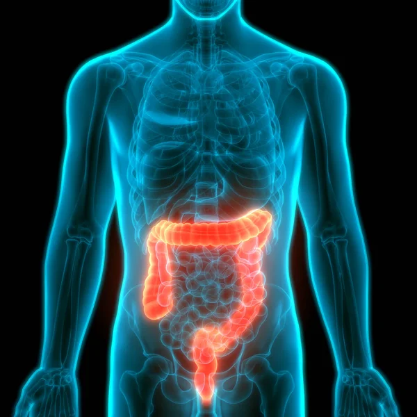 ヒト消化器系 大腸解剖学 — ストック写真