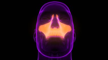 İnsan iskeleti kafatası Maxilla kemik anatomisini parçalar. 3d