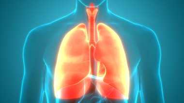 İnsan Solunum Sistemi Anatomiyi Akciğerledi