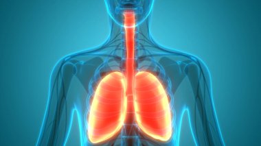 İnsan Solunum Sistemi Anatomiyi Akciğerledi