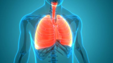 İnsan Solunum Sistemi Anatomiyi Akciğerledi