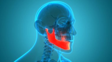 İnsan İskelet Sistemi Kafatası Kemiği Çene Kemiği Anatomisi. Üç Boyut