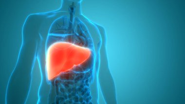 İnsan İç Sindirim Organı Karaciğer Anatomisi