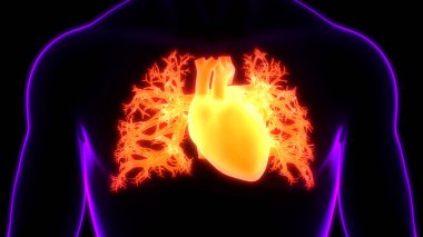 İnsan Kalbi Anatomisi çizimi. 3d