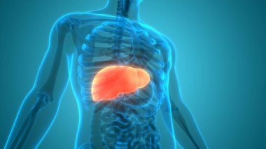 İnsan İç Sindirim Organı Karaciğer Anatomisi