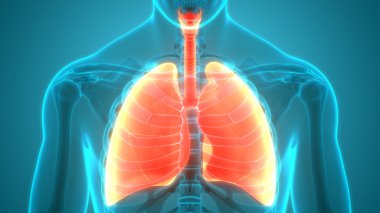 İnsan Solunum Sistemi Anatomiyi Akciğerledi