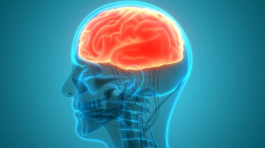 İnsan Sinir Sistemi Beyin Anatomisi Merkezi Organı. Üç Boyut