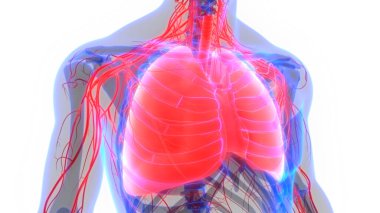 İnsan Solunum Sistemi Anatomiyi Akciğerledi