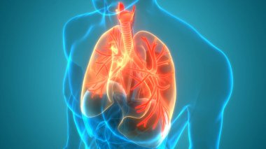 İnsan Solunum Sistemi Anatomiyi Akciğerledi