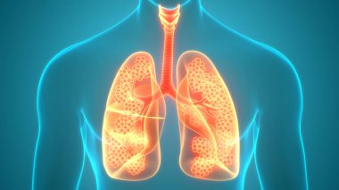 İnsan Solunum Sistemi Anatomiyi Akciğerledi