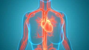 İnsan Kalbi Anatomisi çizimi. 3d