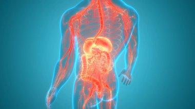 İnsan Sindirim Sistemi Anatomisi. Üç Boyut