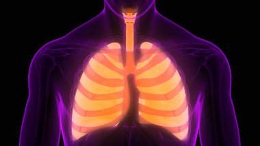 İnsan Solunum Sistemi Anatomiyi Akciğerledi