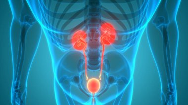 İnsan Vücut Organlarının 3D İllüstrasyonu (Böbrekler)