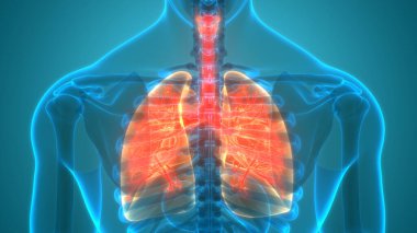 İnsan Solunum Sistemi Anatomiyi Akciğerledi