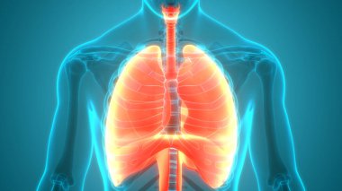 İnsan Solunum Sistemi Anatomiyi Akciğerledi