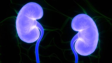 İnsan Vücut Organlarının 3D İllüstrasyonu (Böbrekler)