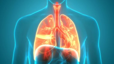 İnsan Solunum Sistemi Anatomiyi Akciğerledi