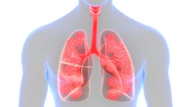 İnsan Solunum Sistemi Anatomiyi Akciğerledi