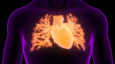 İnsan Kalbi Anatomisi çizimi. 3d