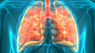 İnsan Solunum Sistemi Anatomiyi Akciğerledi