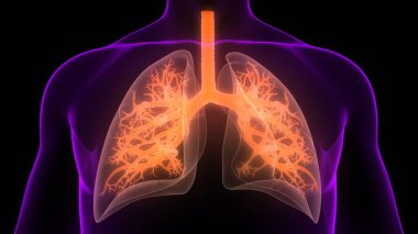 İnsan Solunum Sistemi Anatomiyi Akciğerledi