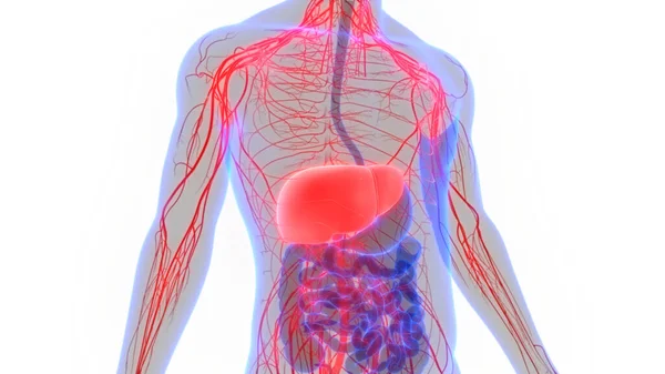 Anatomia Epatica Dell Organo Digestivo Interno Umano — Foto Stock