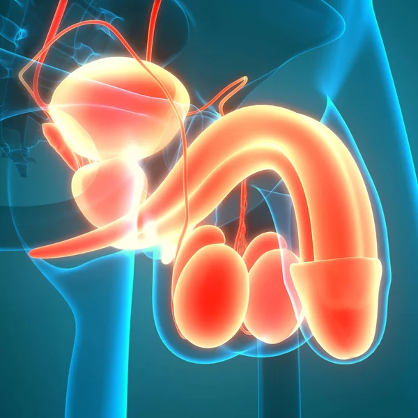 Anatomie Mužského Reprodukčního Systému — Stock fotografie