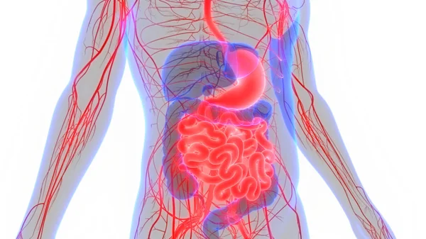 ヒト消化器系 大小さまざまな腸管解剖学 — ストック写真