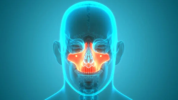 Nsan Iskeleti Kafatası Maxilla Kemik Anatomisini Parçalar — Stok fotoğraf