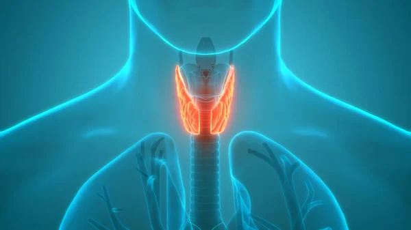 Human Body Glands Thyroid Gland Anatomy Inglés — Foto de Stock