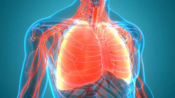 Sistema Respiratório Humano Anatomia Pulmonar — Fotografia de Stock