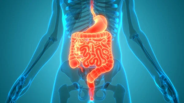Anatomía Del Intestino Delgado Grueso Del Sistema Digestivo Humano — Foto de Stock