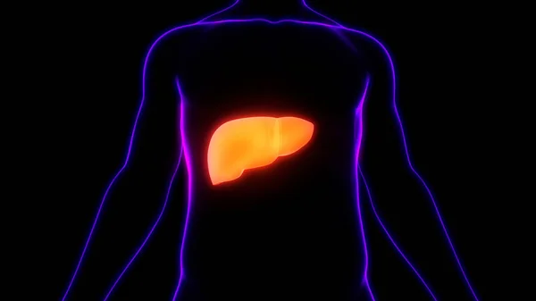 Anatomía Del Hígado Del Órgano Digestivo Interno Humano —  Fotos de Stock