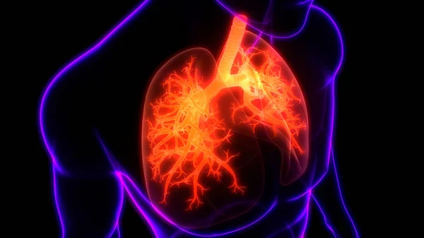 Human Respiratory System Lungs Anatomy — Stock Photo, Image