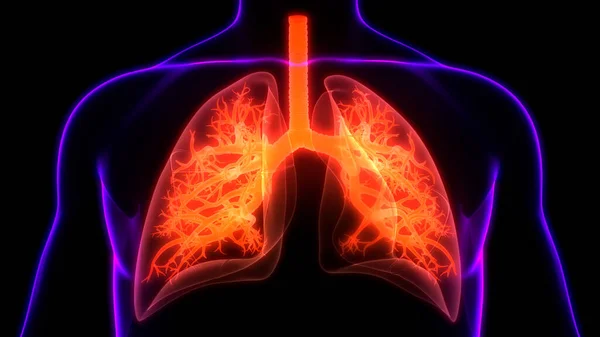 Sistema Respiratorio Humano Pulmones Anatomía — Foto de Stock