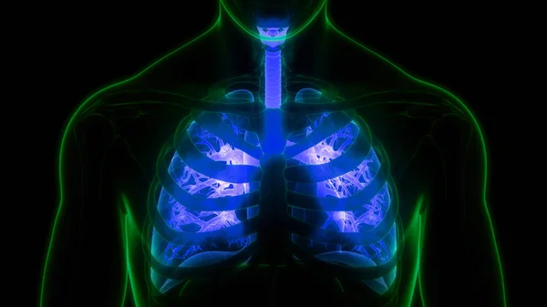 Sistema Respiratorio Humano Pulmones Anatomía —  Fotos de Stock