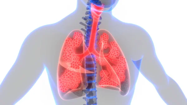 Sistemul Respirator Uman Plămâni Anatomie — Fotografie, imagine de stoc