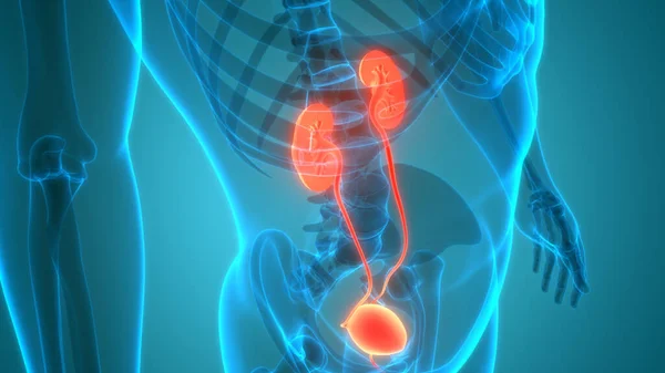 人类泌尿系统膀胱解剖 — 图库照片