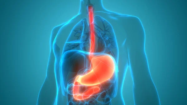 Anatomía Del Estómago Del Sistema Digestivo Humano — Foto de Stock